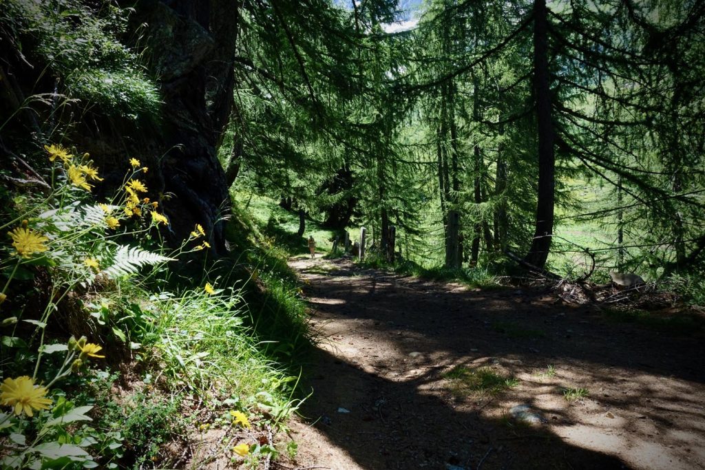 Un sentiero in chiaro e scuro