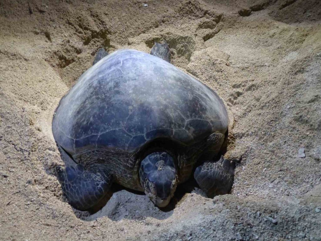 Tartaruga a Selingan Island (Marco Moretti)