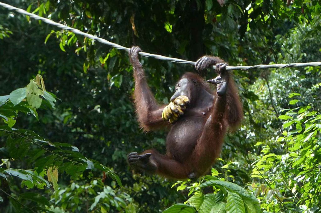 Un orango a Sepilok (Marco Moretti)