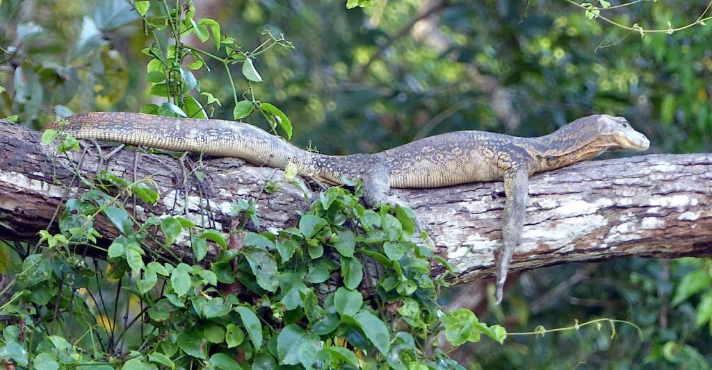 Un Varano a Sabah (Marco Moretti)