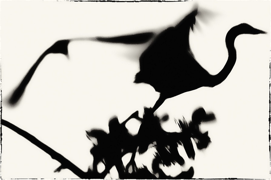 Alberto Bernardoni, Egretta Alba, Moremi Okavango (1991) (© Alberto Bernardoni)