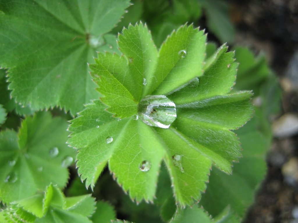Foglia di Alchemilla vulgaris con rugiada (Aconcagua)