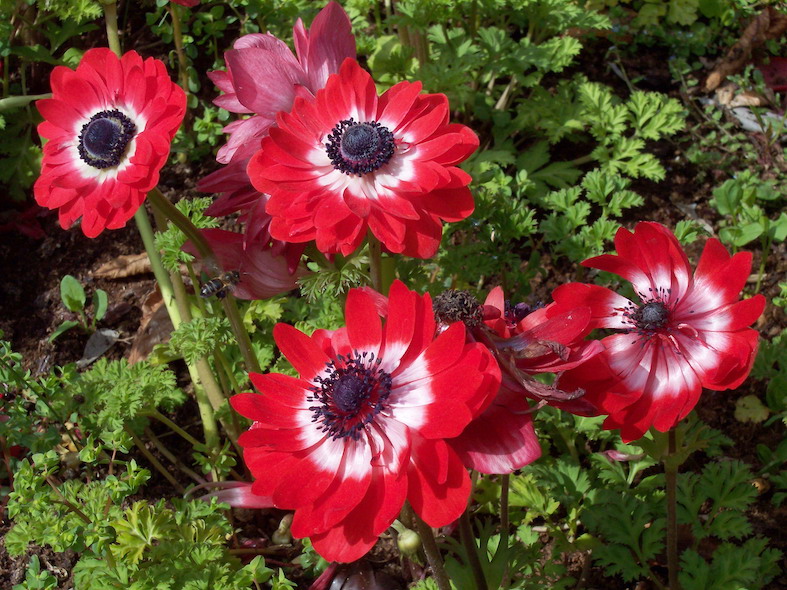 Anemone coronaria «The Governor» (A. Barra)