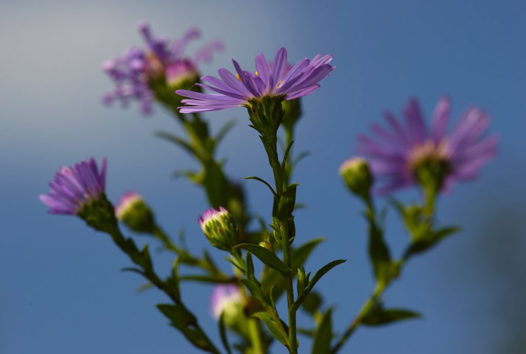Un esemplare di Aster Novi Belgii (Michael Apel)