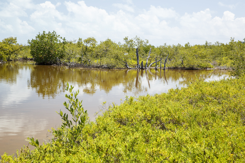 All'interno della laguna, Chinchorro Banks (Riserva della Biosfera), Quintana Roo, Messico (Franco Banfi)