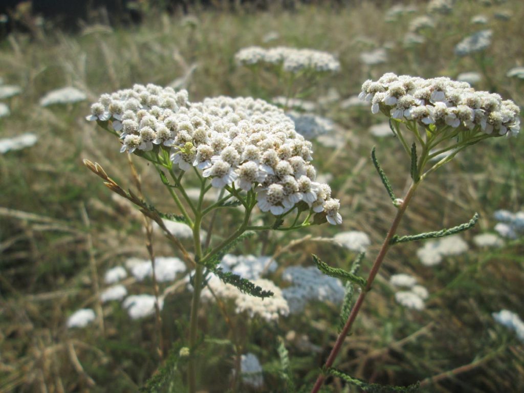 Esemplari di <i>Achillea millefolium </i>(Andreas Rockstein)