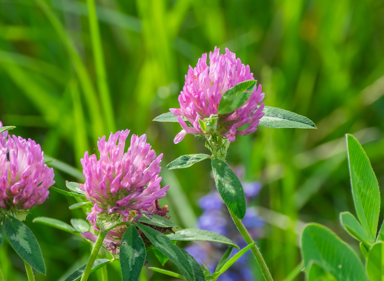 Trifolium pratense (Krzysztof Golik)