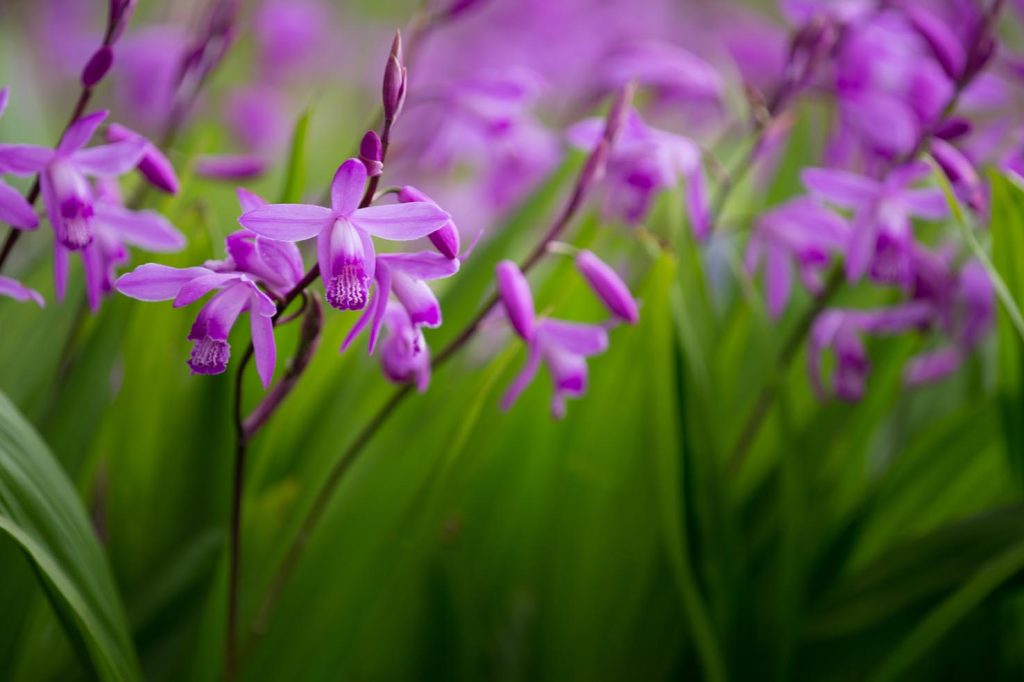Esemplari di Bletilla striata (Takashi Hososhima)