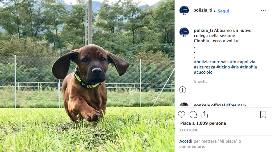 Il post su Instagram con cui la sezione cinofila della Polizia cantonale ha presentato Lu