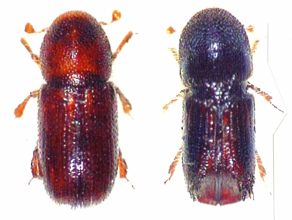 Due bostrici dell’abete rosso: a sinistra Hylurgops, a destra il tipografo (Alessandro Focarile)