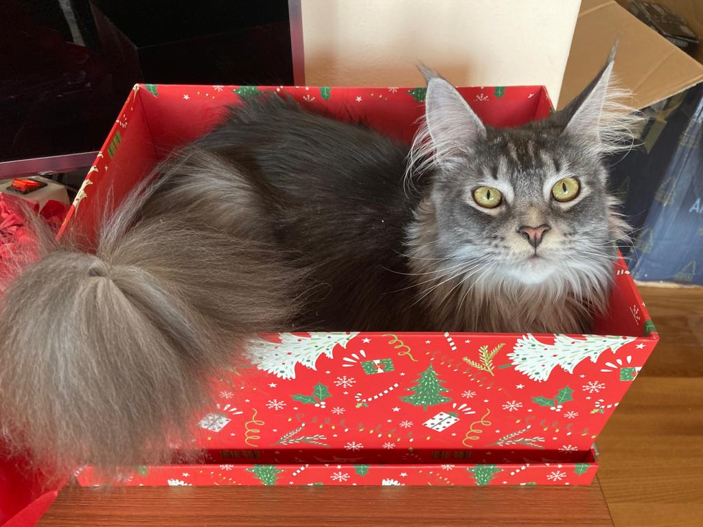 Pixie è un gattone di 14 anni