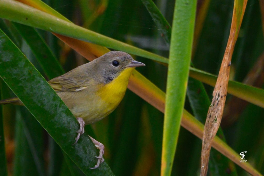 Un esemplare di <em> Parula golagialla</em>. (Ficedula)