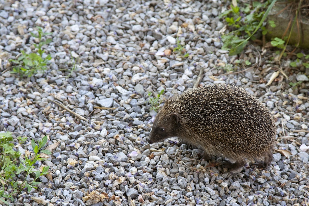 Il riccio è uno degli ambasciatori a sostegno della campagna di allarme sulla biodiversità (Pro Natura; Mathias Sorg)