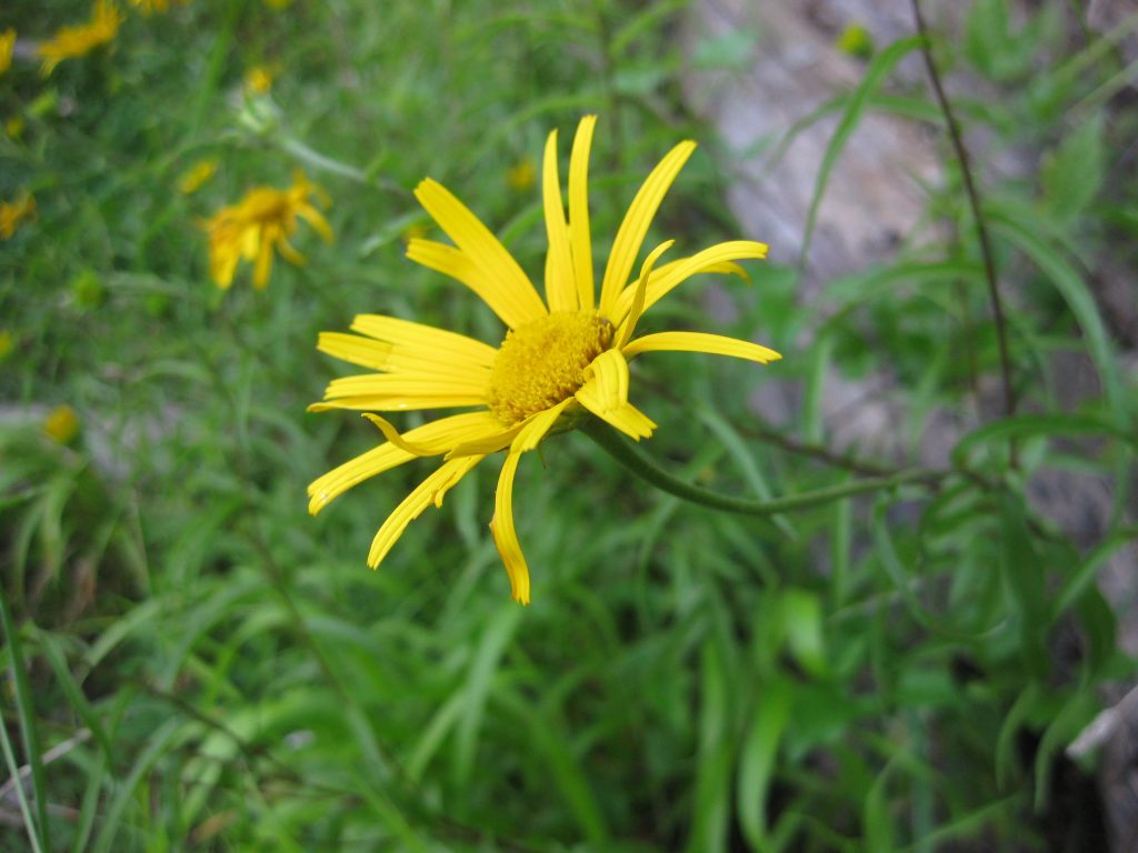Buphthalmum salicifolium, specie prossima alla minaccia a Sud delle Alpi. 
