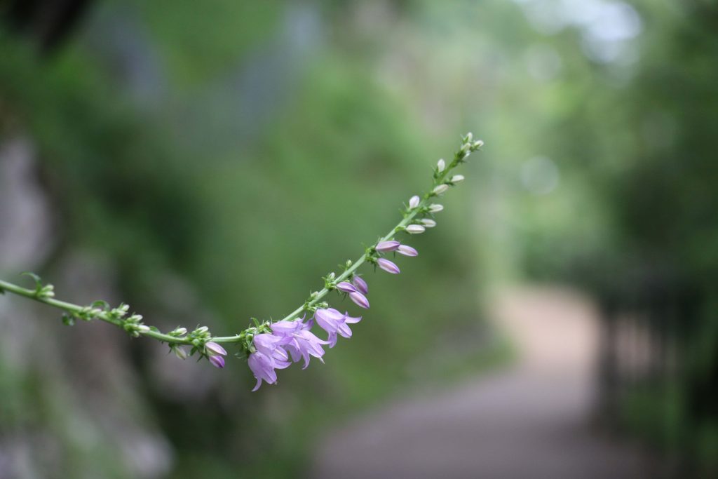 Campanula bononiensis, specie vulnerabile in Svizzera e protetta in Ticino