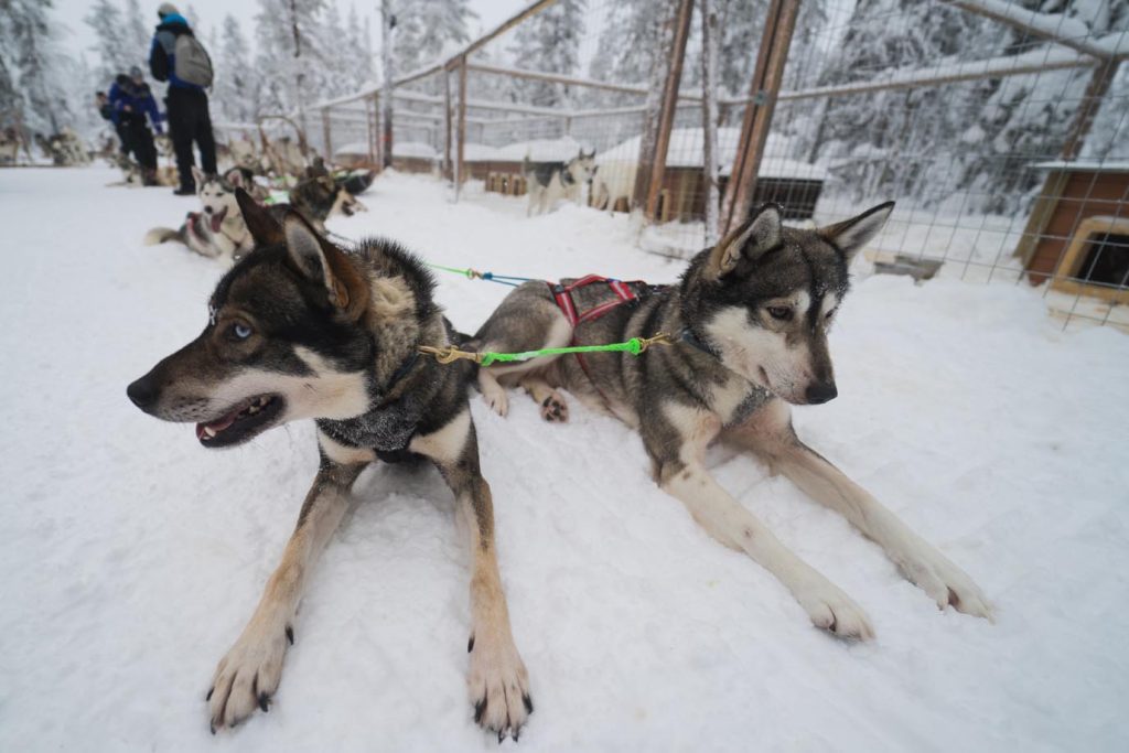 Cani Husky da slitta