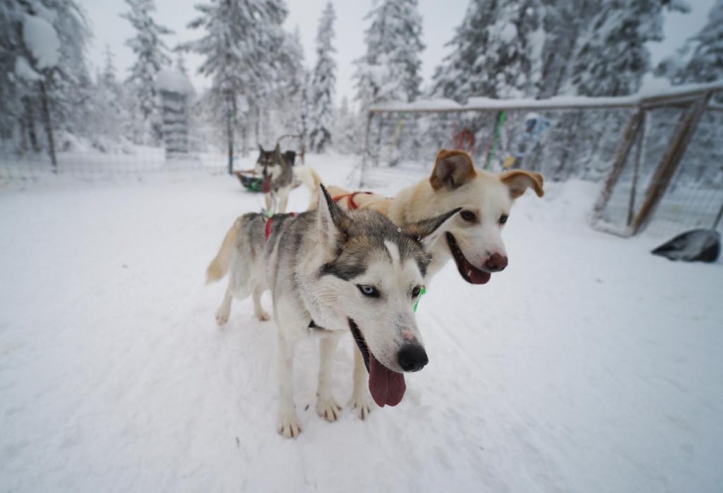 Cani Husky da slitta