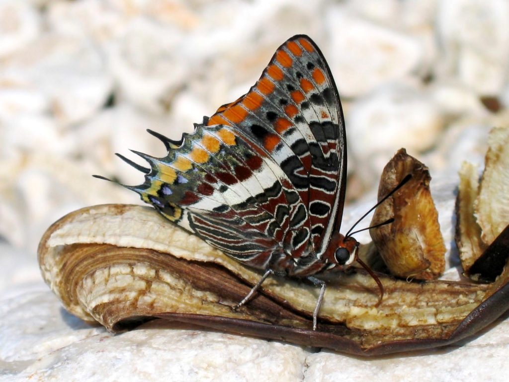 Charaxes Jasius (Harald S.pfle)