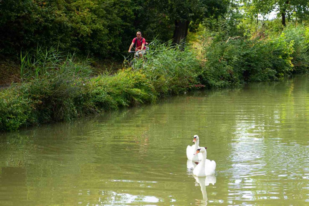 Cigni e ciclisti (Fabrizio Magnani)