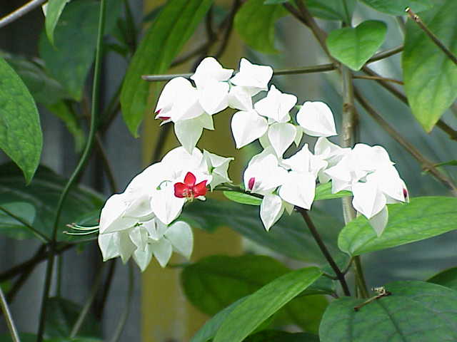 Ama posizioni luminose (Wikipedia)