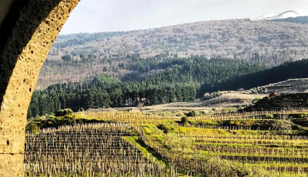Un incantevole vigneto sul lato nord dell’Etna, Sicilia (Gianfranco Reppucci)
