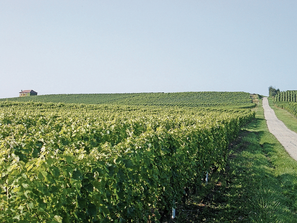 Parte del vigneto Dardagny nel cantone di Ginevra nella Svizzera romanda (Jimmyjones-commonswiki)