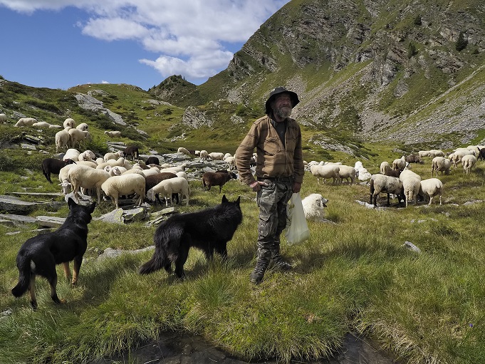 Con i suoi cani e le pecore il pastore non si sente mai solo (Roberto Buzzini)