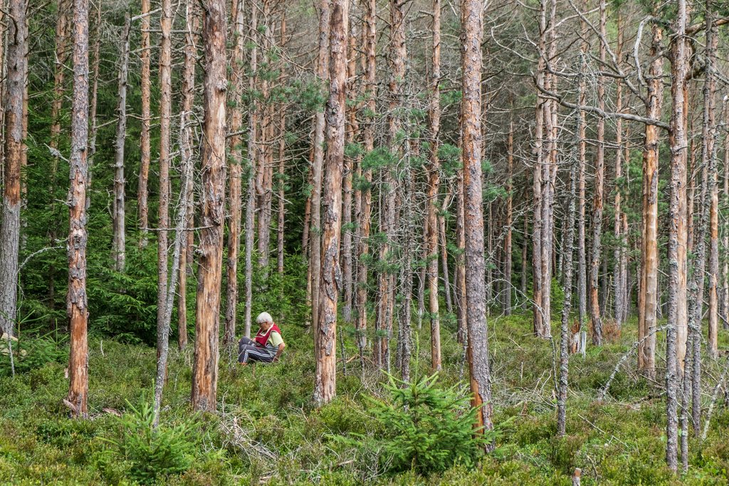 Vegetazione della torbiera, con betulle e pini nani e raccoglitrice di mirtilli