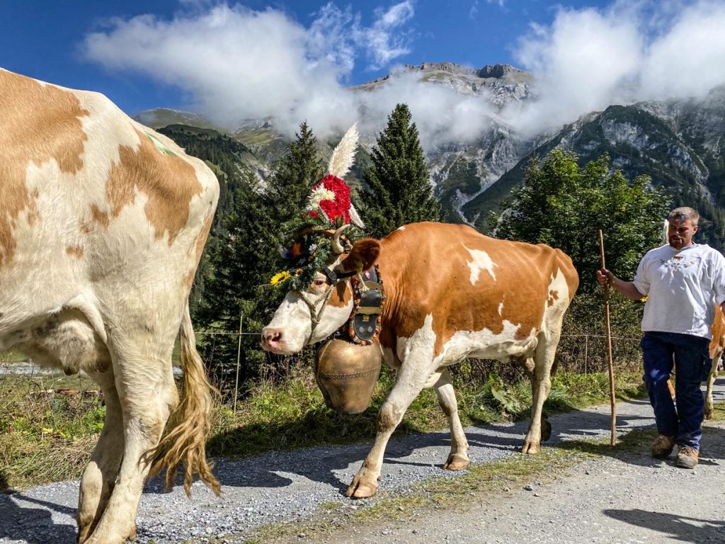 Bargis: arrivo delle mucche a valle.