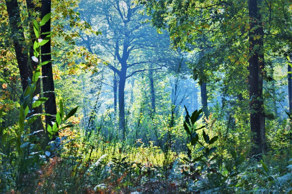I nostri boschi, a causa del surriscaldamento climatico, cambieranno aspetto nei prossimi decenni (Pxhere.com)