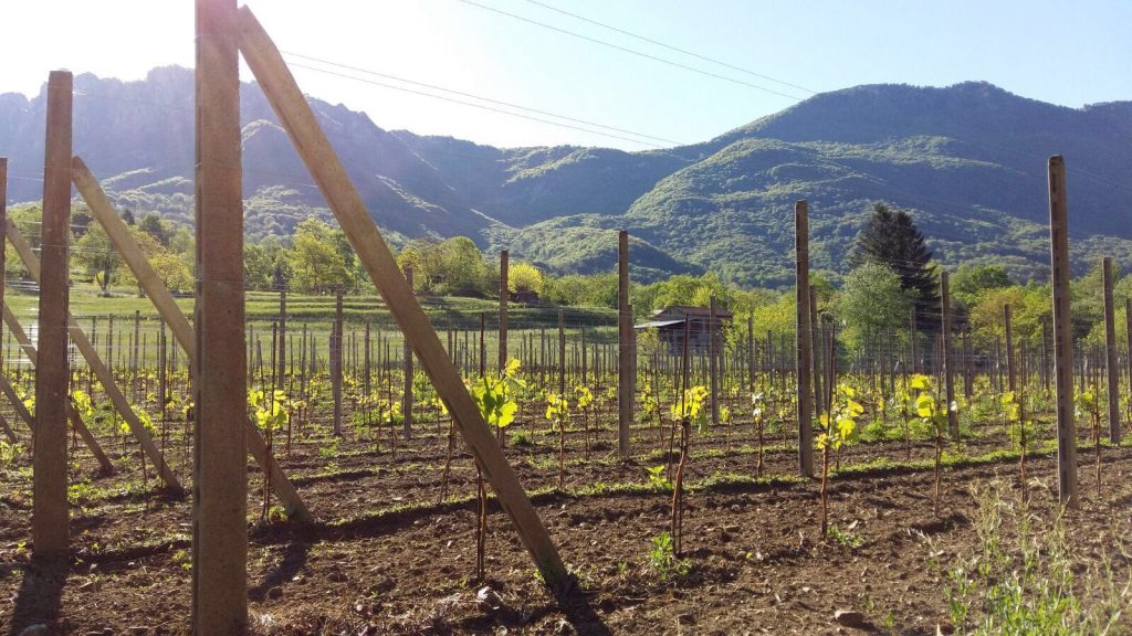 Il vigneto della famiglia Piazza a Dino