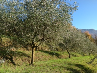 Gli ulivi di Ennio Bianchi