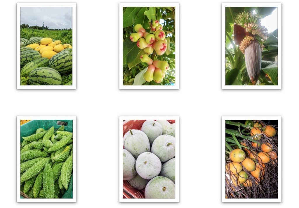 Cocomeri e meloni gialli; un grappolo di Cloud apple, frutto simile alla melarosa; un fiore di banano; cetrioli; meloni dolci invernali, noci di betel (S.D.V.)