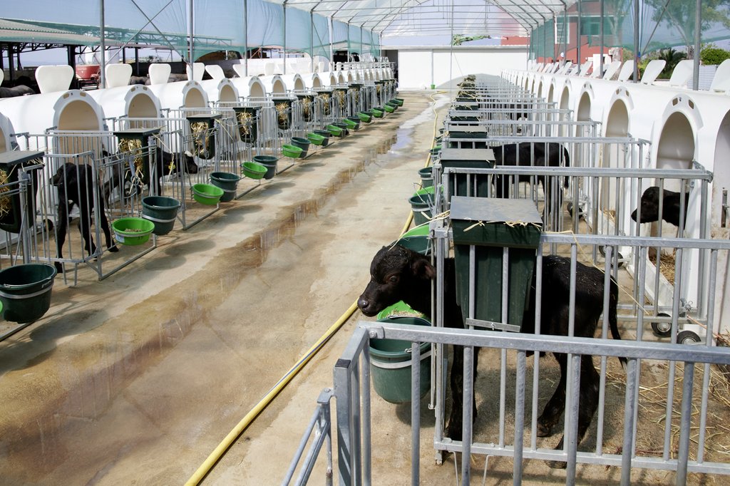 I vitelli trascorrono i primi due mesi negli igloo con contatto visivo (Colin Dutton)