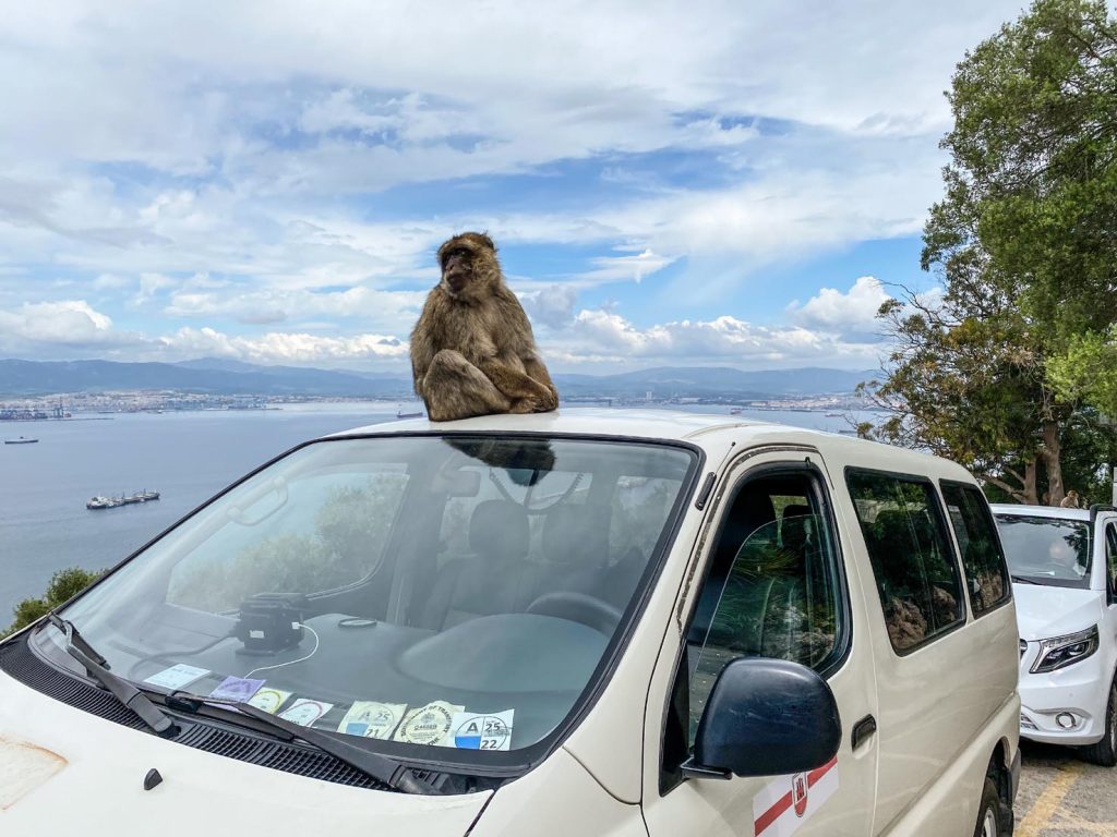 Altri macachi in attesa dei turisti