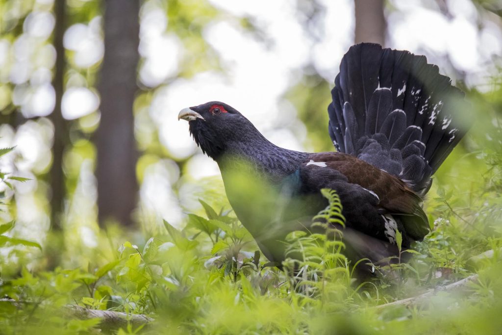 Gallo cedrone, Tetrao urogallus (Dario Quattrin)