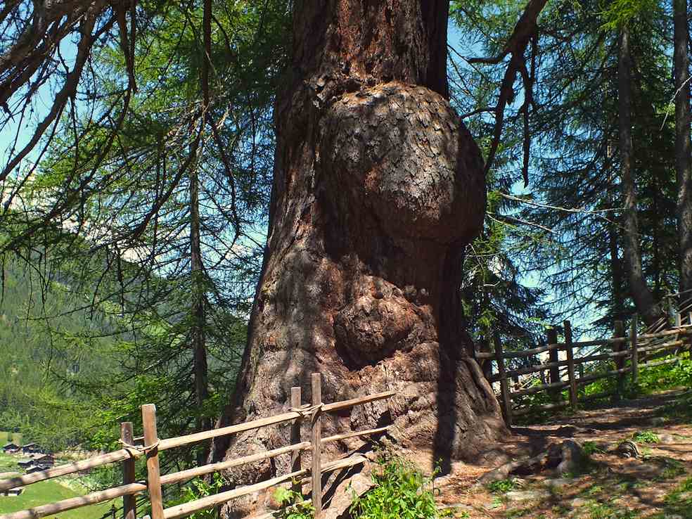 Nella Valle d’Ultimo nel Sud-Tirolo esiste un larice di 2300 anni, forse il più vecchio albero delle Alpi