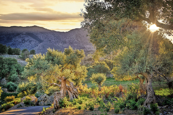 Un’immagine della campagna toscana. (Pixabay)