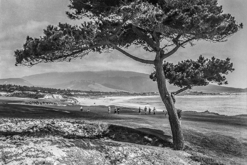 Un’immagine d’epoca del Lone Cypress