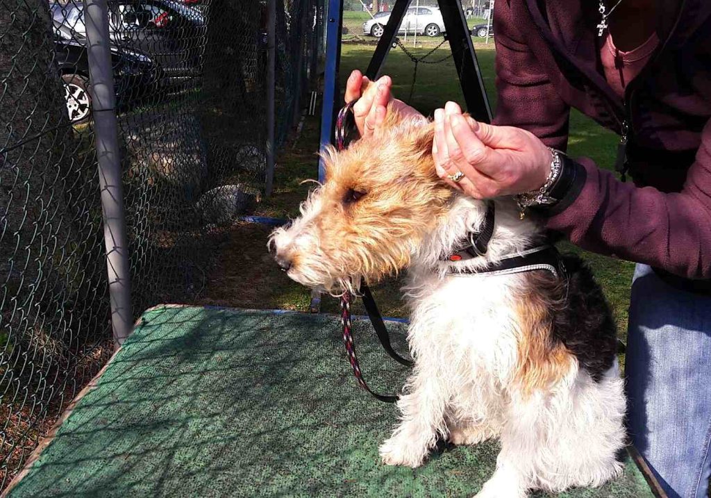 (Sheila Cappelletti)