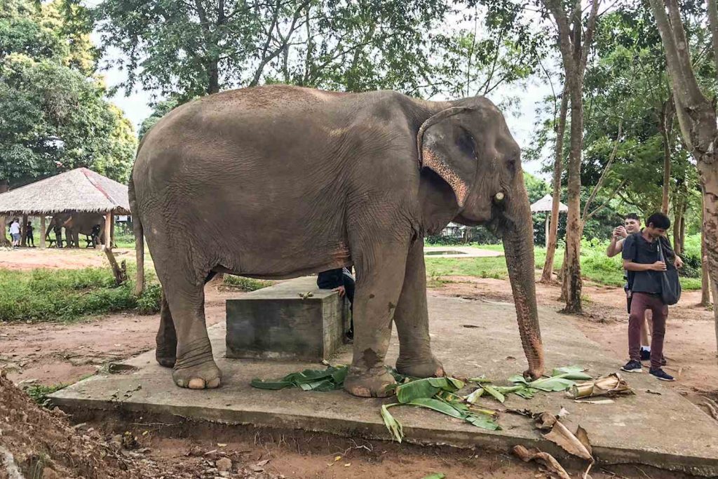 Gli elefanti sono liberi di circolare nella riserva naturale senza funi né catene