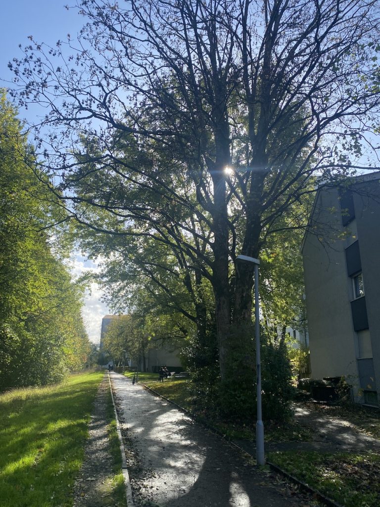 Un viale alberato nella comunità abitativa Familienheimgenossenschaft
(Simona Sala)