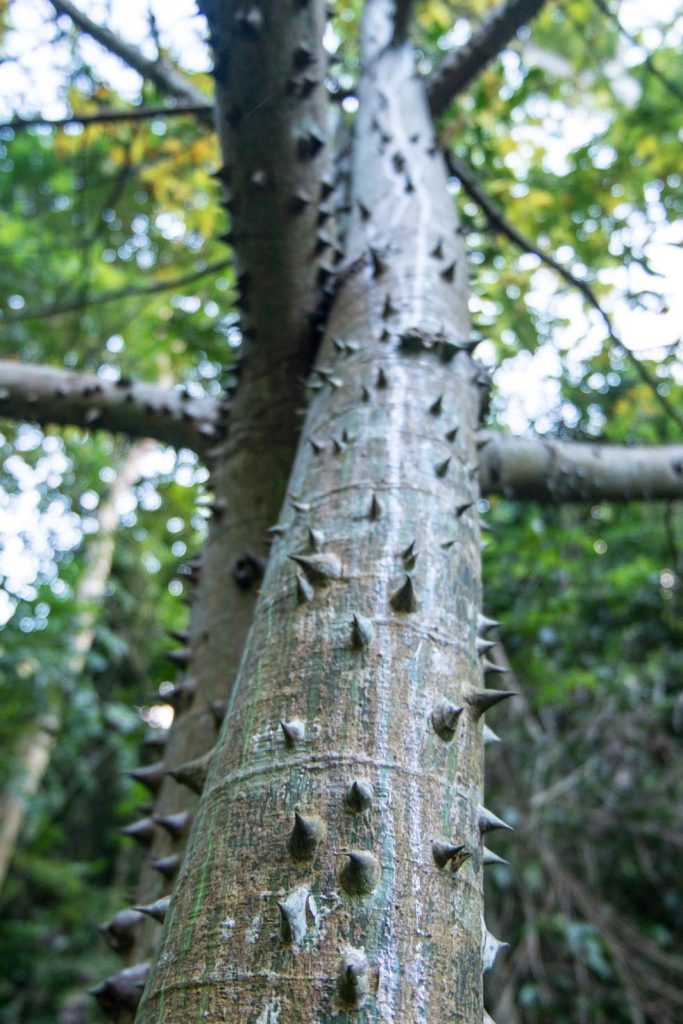 Harrison’s Cave, esterno, natura nel cuore di Barbados