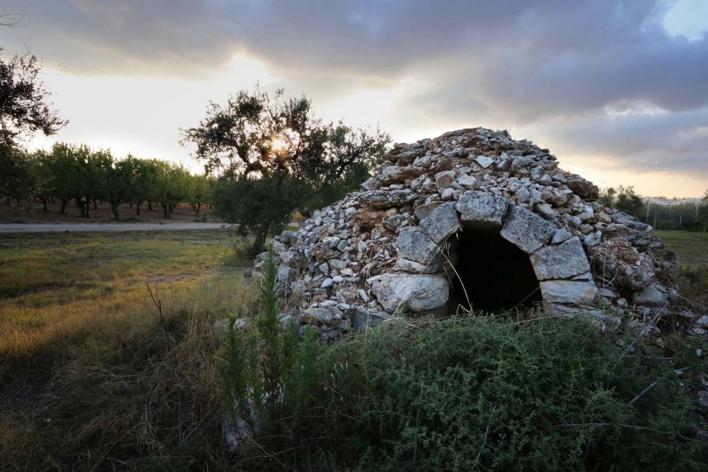 I resti di un trullo in un campo di ulivi