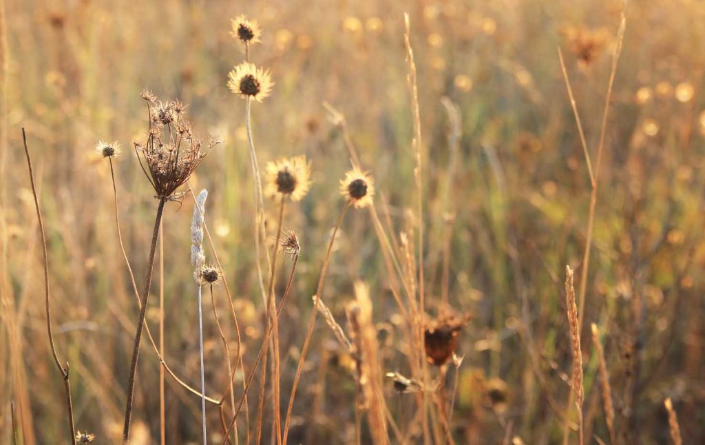 Uno scorcio della vegetazione dell'Alta Murgia in estate