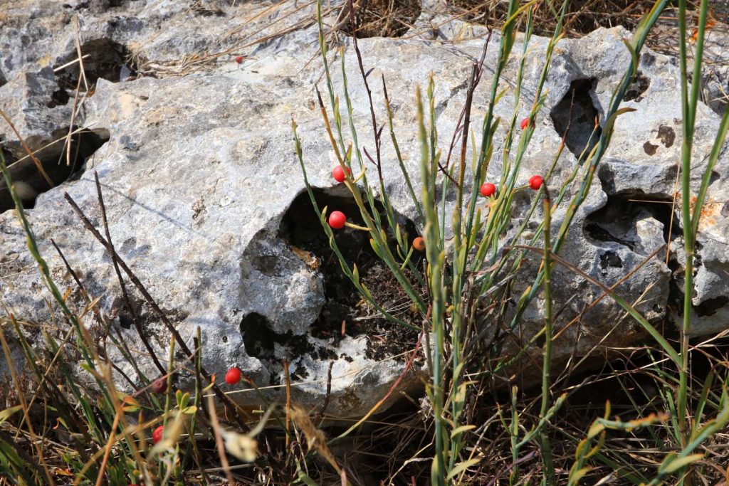 Bacche e vegetazione tra le pietre calcaree dell'Altipiano