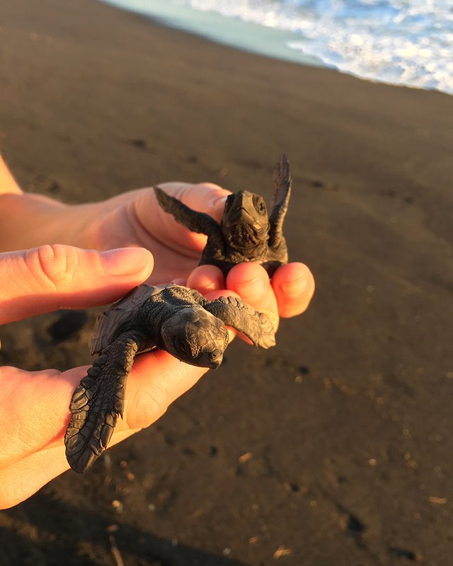 Rilascio tartarughe sulla spiaggia di fronte al Tortugario