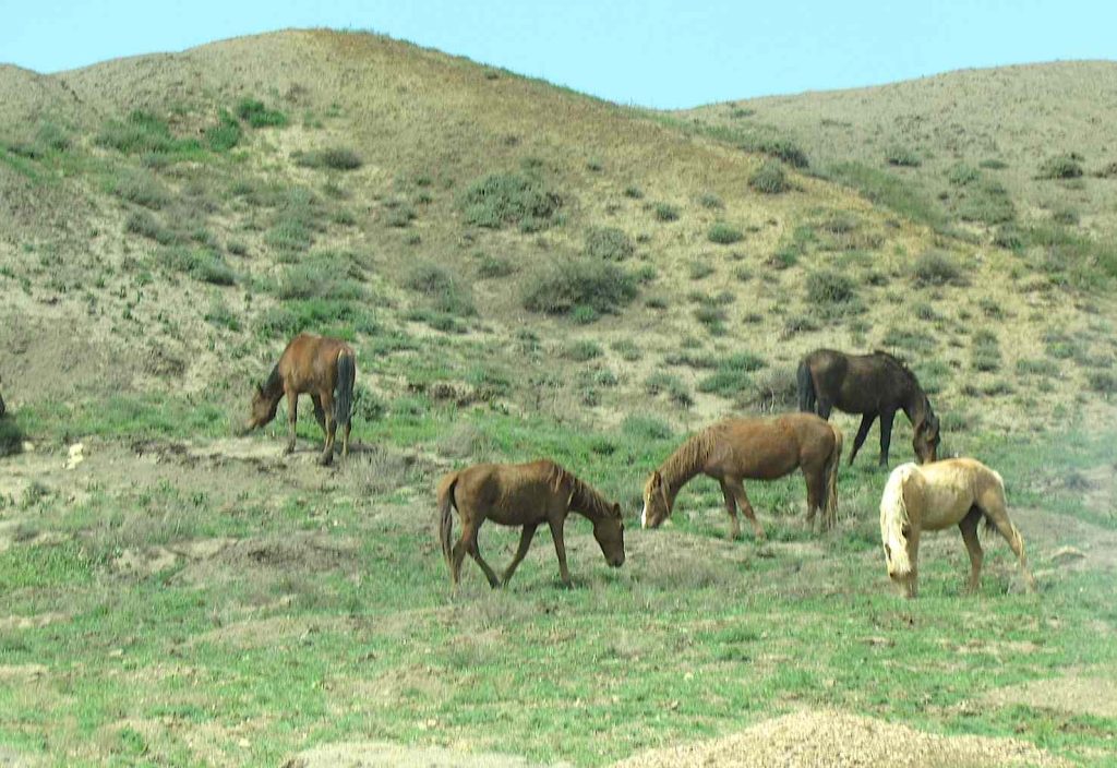 Verso Shakpak (Mangystan). Discendenti del cavallino di Przelwalski