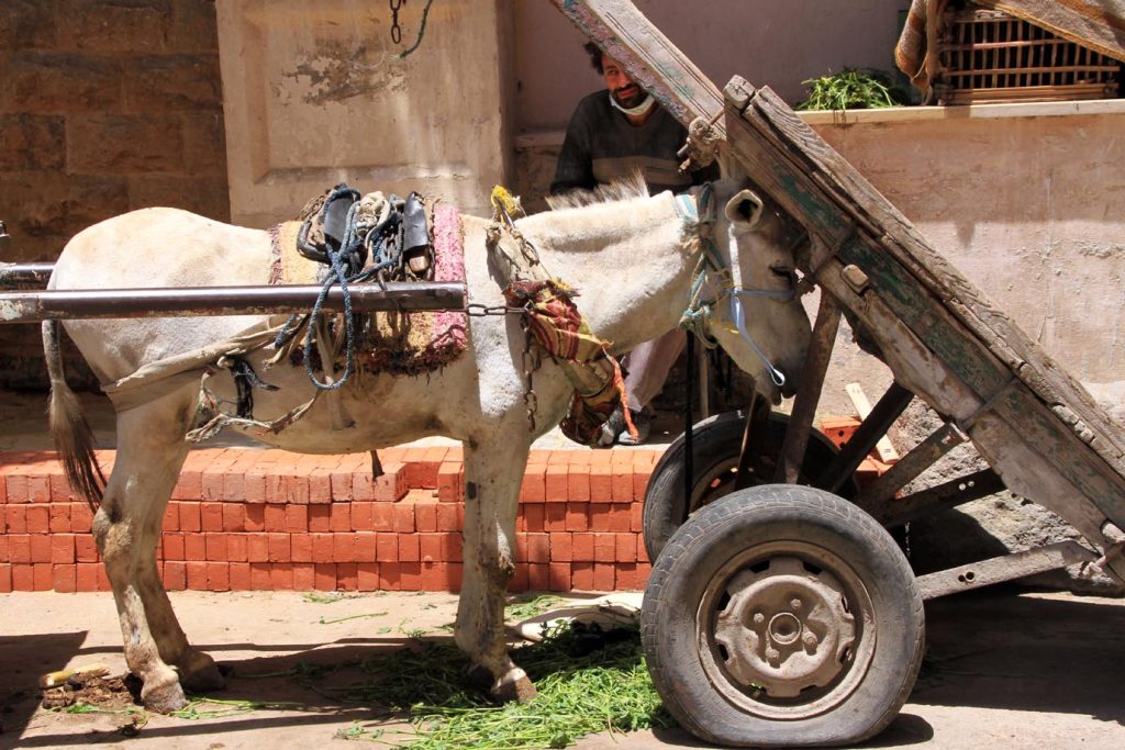 In cerca di riposo o in cerca di ombra, l’attesa dei mercanti