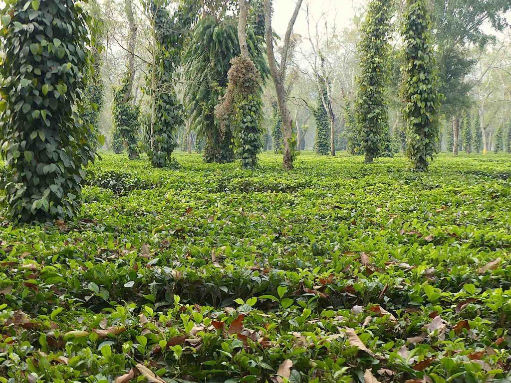 Piantagione di tè nell'Assam